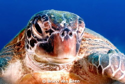 Say hi to my dome by Bruno Van Saen 